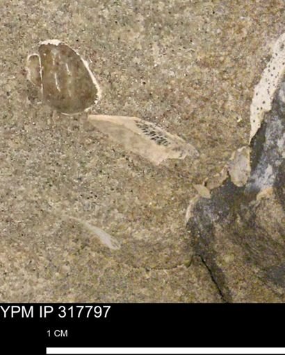 undet. Bivalvia