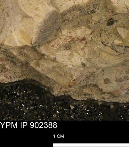 undet. Mollusca