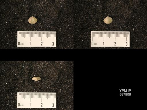 Zygospira modesta