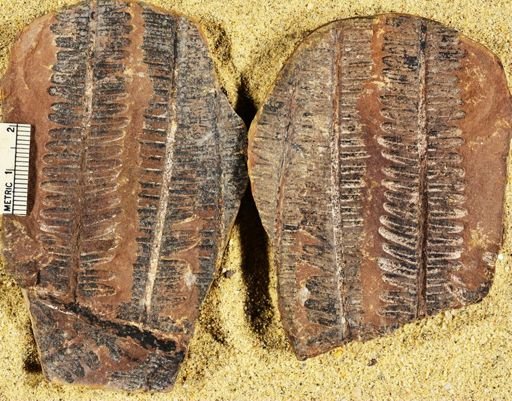 Pecopteris unitus