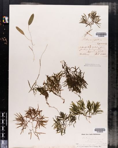 Plantae