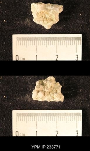 Archaeocidaris sp.
