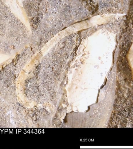 undet. Bivalvia