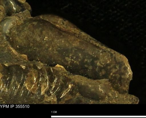undet. Nuculanidae