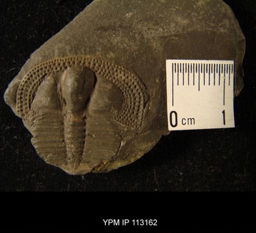 Trinucleus ornatus
