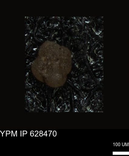 undet. Foraminiferida