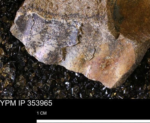 undet. Ammonoidea