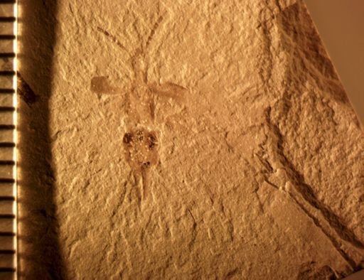 undet. Dermaptera