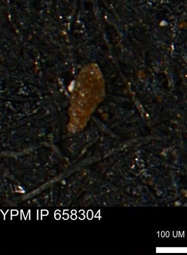 Verneuilinoides kansasensis