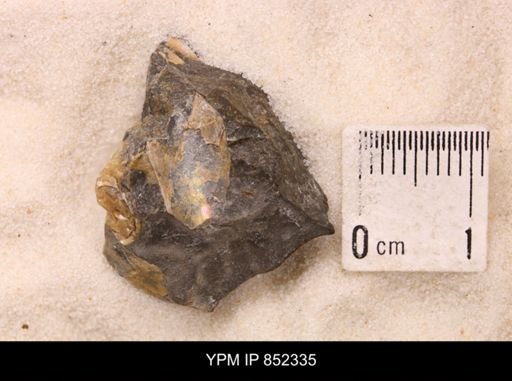 Baculites sp.