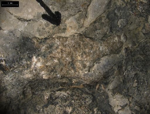 Aplocoma damesii