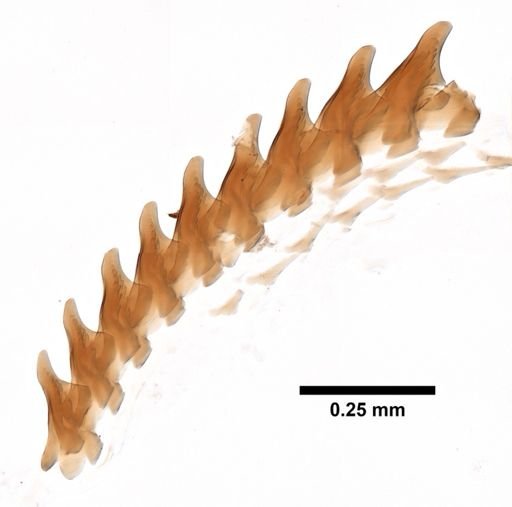 Aeolidia papillosa