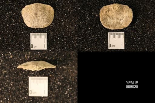 Dinorthis subquadrata