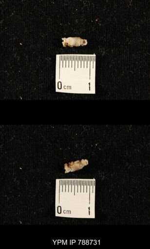 taxon undetermined