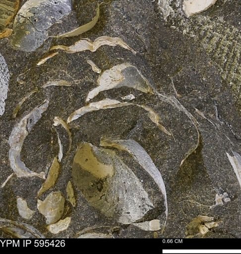 Protocardia sp.