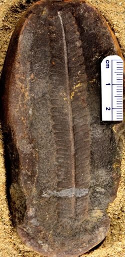 Pecopteris sp.