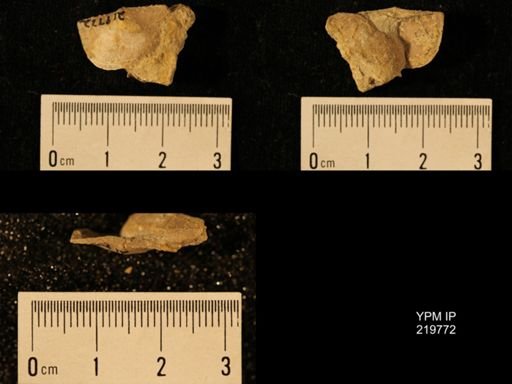 Chonetes granulifer
