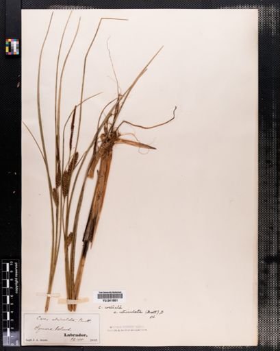 Plantae