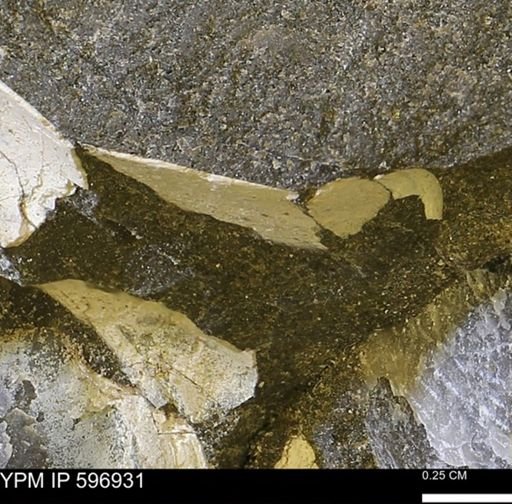 undet. Bivalvia