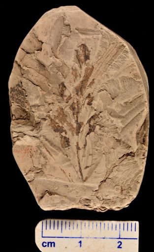 Asplenium dicksonianum