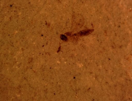 Chalcidoidea?