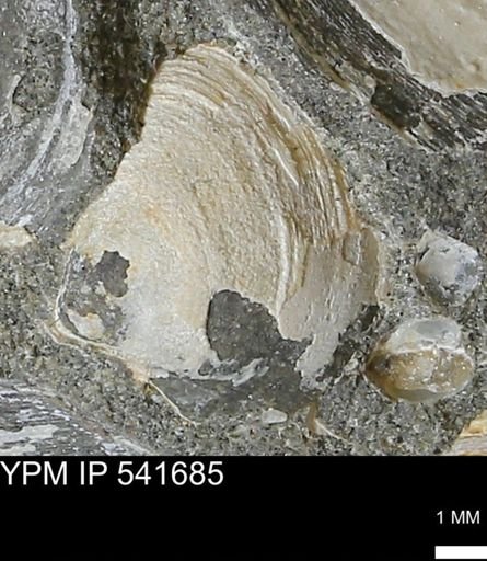 Limopsis striatopunctatus