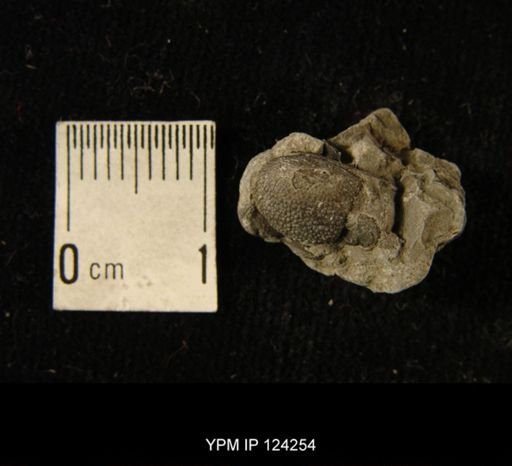 Phacops rana