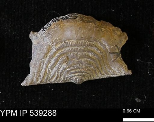 Leptaena rhomboidalis