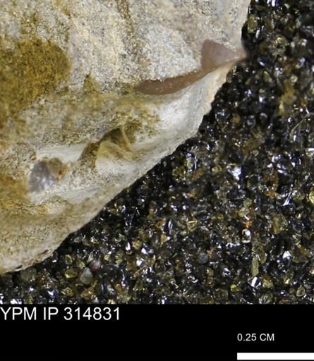 undet. Mollusca