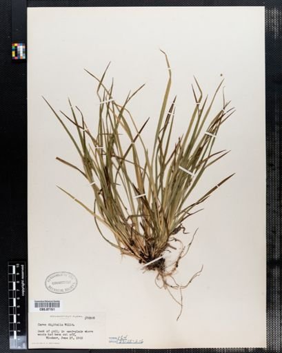 Carex digitalis