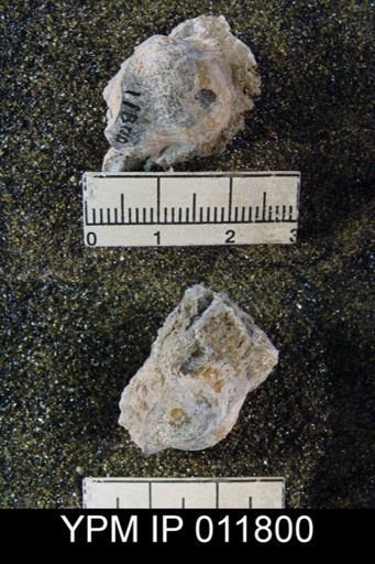 Marginifera sublaevis