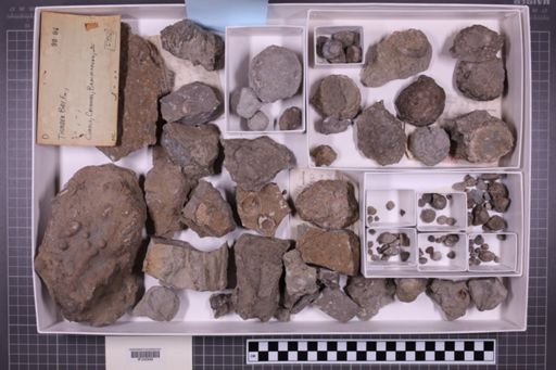 mixed taxa, stratigraphic collection