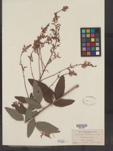 Desmodium canadense