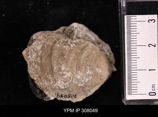 Inoceramus sp.