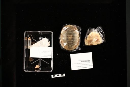 Chrysemys picta picta