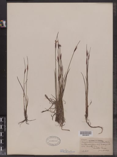 Sisyrinchium mucronatum