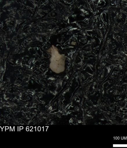 undet. Foraminiferida