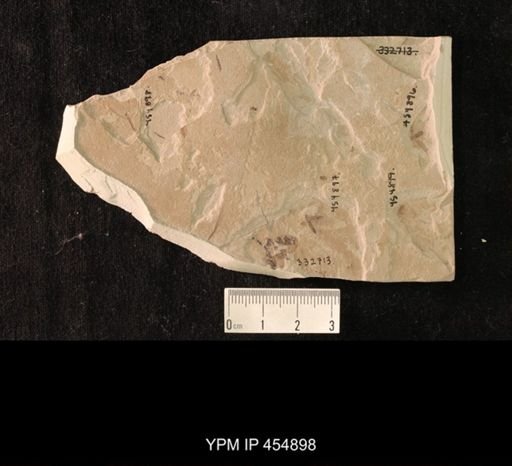 undet. Tipulidae