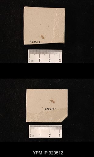 undet. Diptera