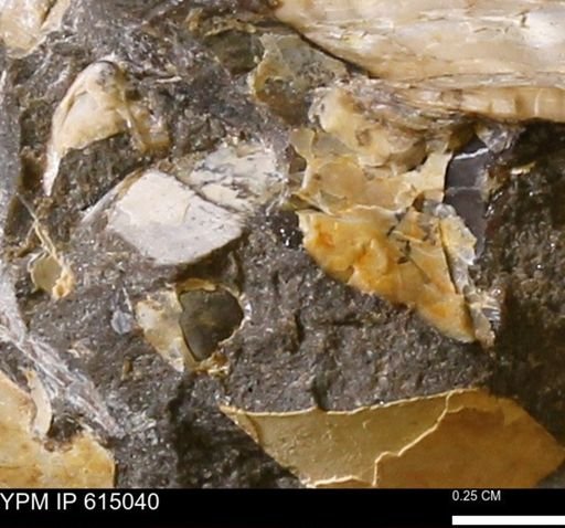 undet. Mollusca