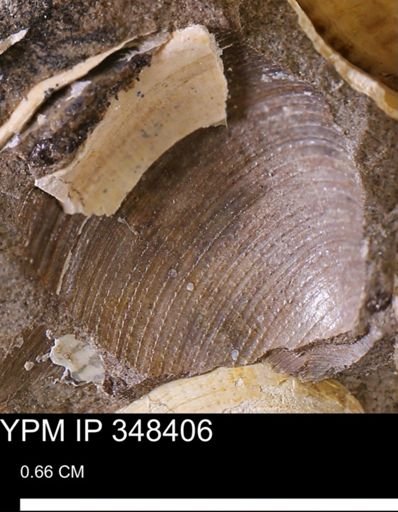 Limopsis striatopunctatus