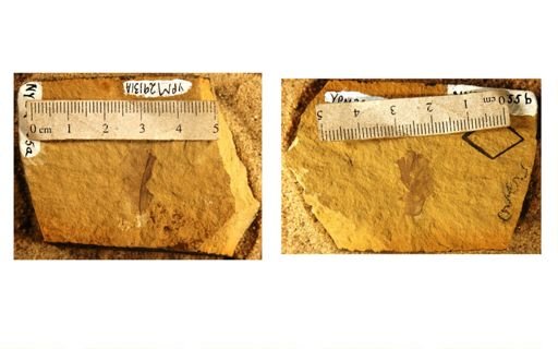 Quercus prelobata