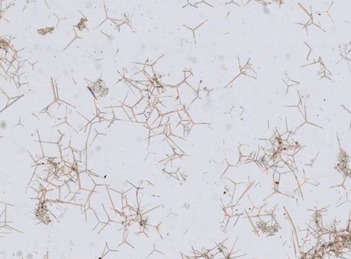 Sycon sp.