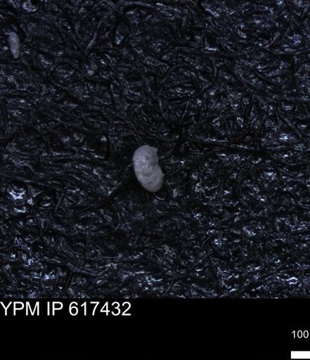 undet. Foraminiferida