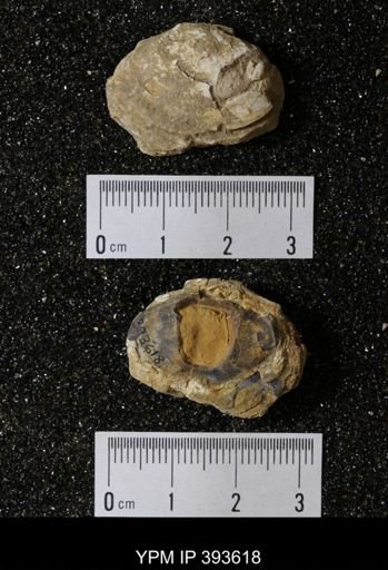 Ostrea glabra