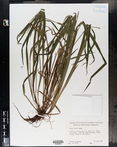 Carex blanda