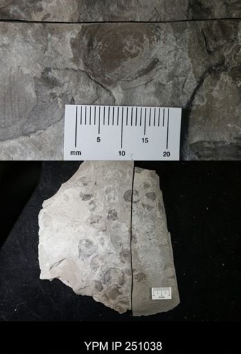 undet. Cephalopoda