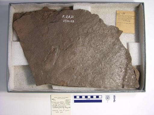 Anchisauripus exsertus