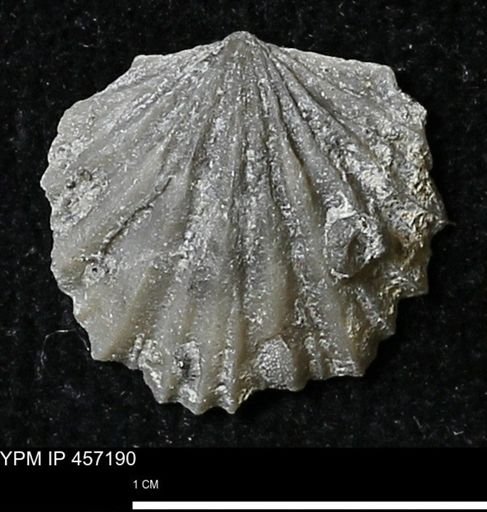 Stropheodonta erratica solidicosta