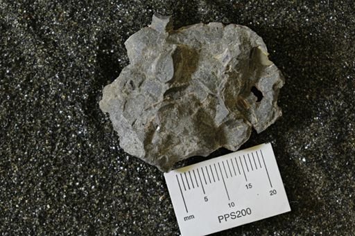Protocardia